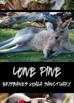 10 reasons to visit Lone Pine Koala Sanctuary