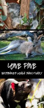 10 reasons to visit Lone Pine Koala Sanctuary