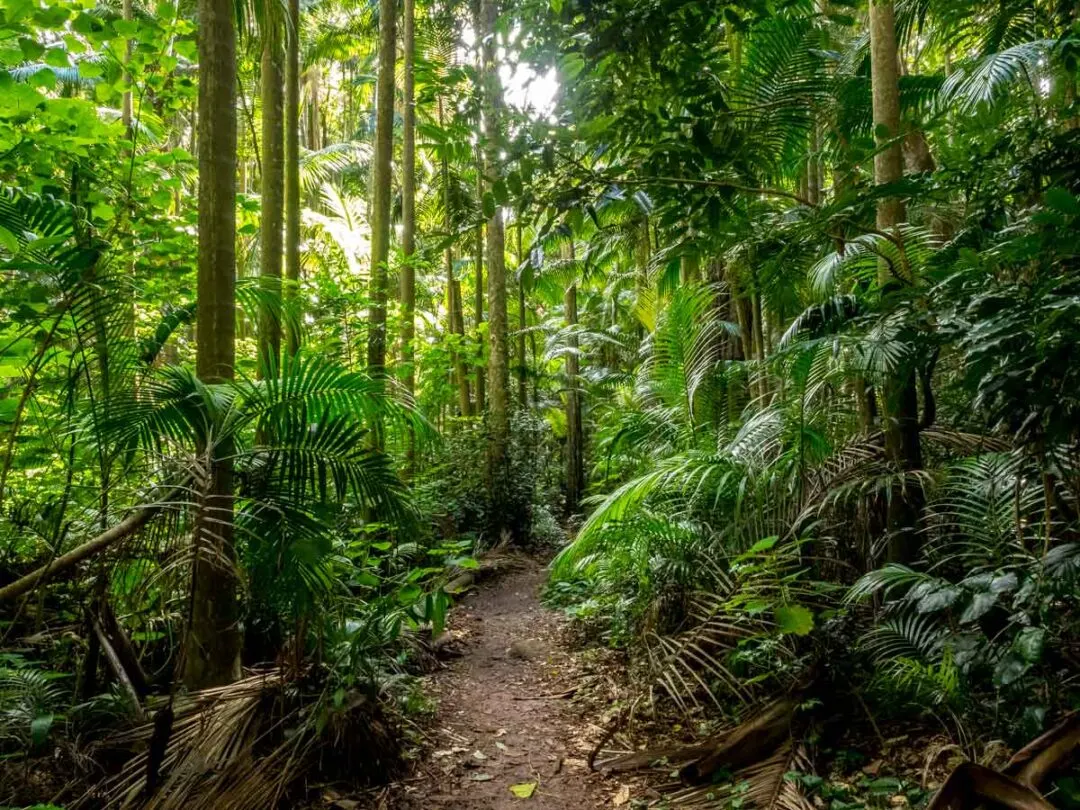 12 Fun things to do in Mt Tamborine