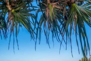 16 best things to do in Mooloolaba | visitors guide