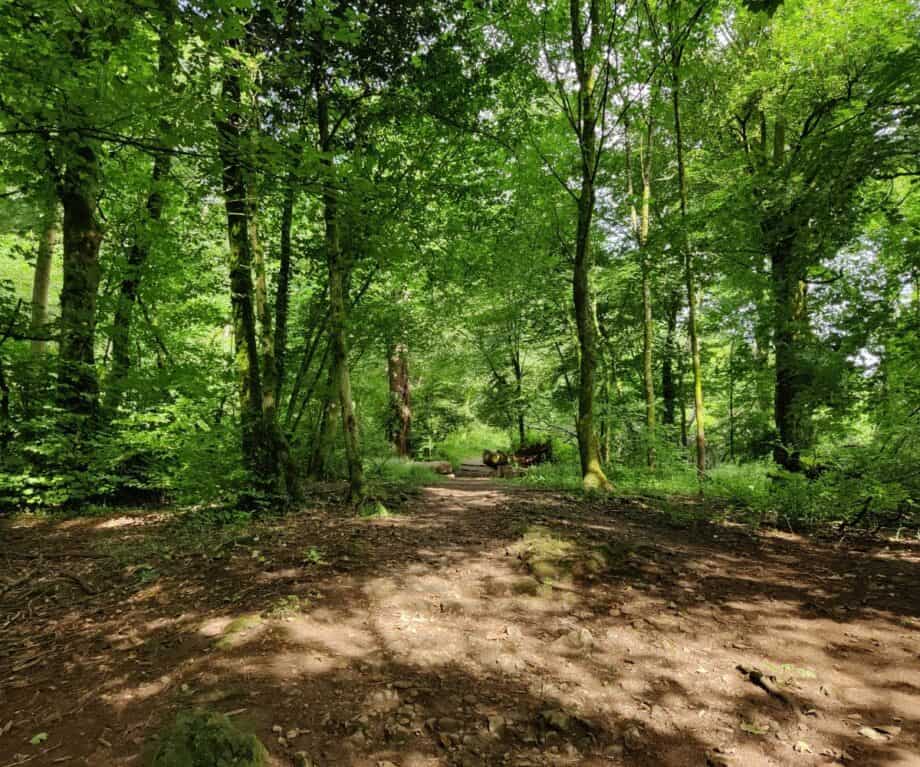 Serpentine Woods Alphabet Trail path