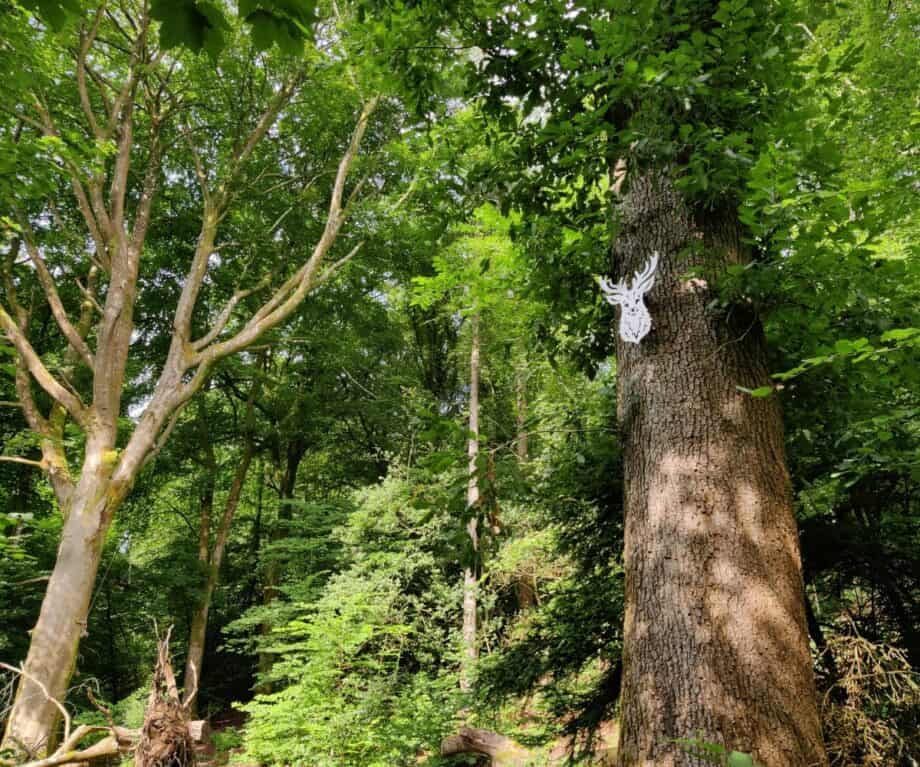 Serpentine Woods Alphabet Trail deer