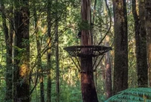 A new perspective on the forest from the Otway Treetop Walk