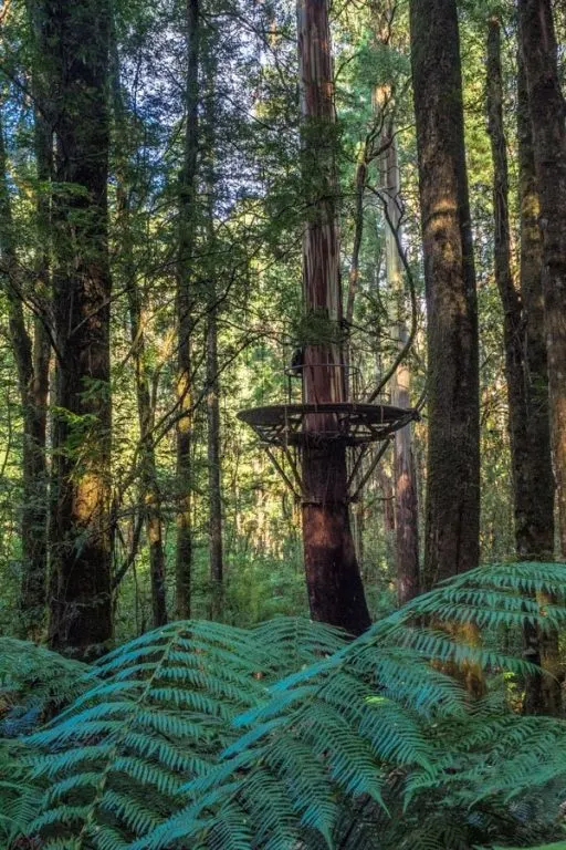 A new perspective on the forest from the Otway Treetop Walk