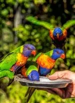 A Visitors Guide to Currumbin Wildlife Sanctuary