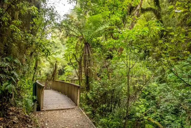 Discover the spectacular Ruakuri Caves and walk