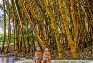 Enjoy Japan in summer with these essential tips