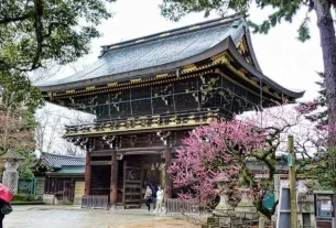 Experience the tea ceremony in Japan