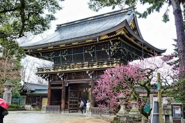 Experience the tea ceremony in Japan