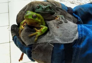 Green Tree Frog