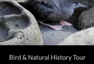 GreenEyes Norfolk Island Bird Tour