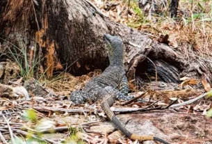 Nature and History at White Rock Conservation Park