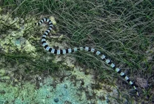 Photo of the week | The Banded Sea Snake