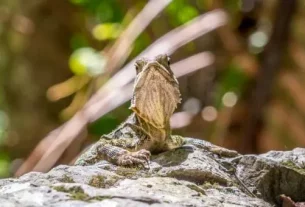 Purling Brook Falls – Springbrook National Park