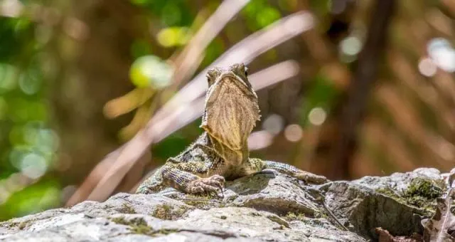 Purling Brook Falls – Springbrook National Park