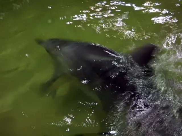 Tangalooma whale watching – dugongs, dolphins and more
