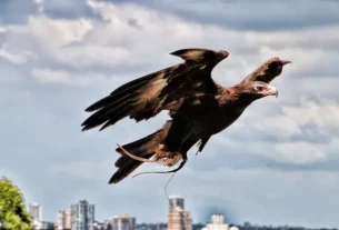 Taronga Zoo Sydney