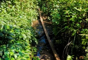 The Best Lamington National Park Walks