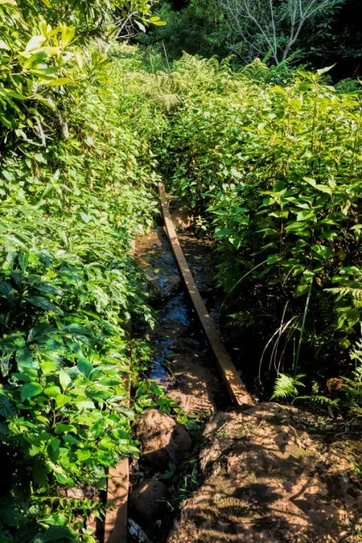 The Best Lamington National Park Walks