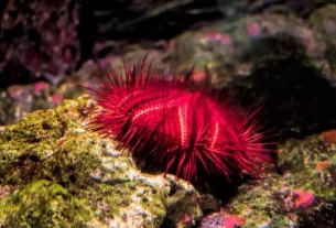 Underwater discoveries at SEA LIFE Sunshine Coast