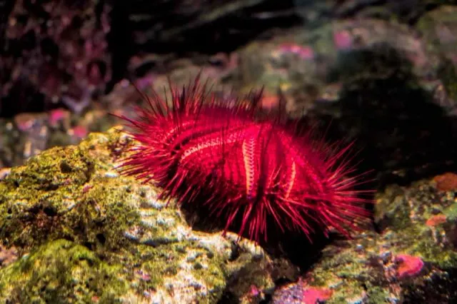 Underwater discoveries at SEA LIFE Sunshine Coast