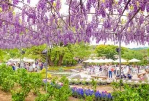 Where to see wisteria in Japan | Ashikaga Flower Park