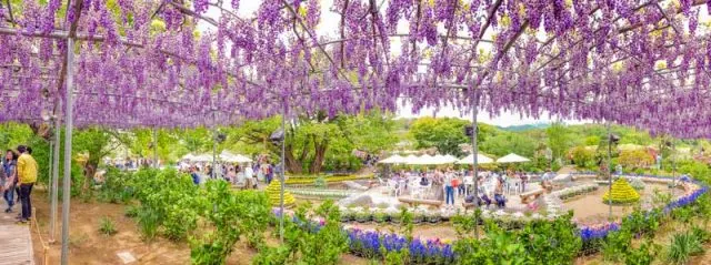 Where to see wisteria in Japan | Ashikaga Flower Park