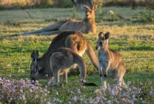 Wild Kangaroos on the Gold Coast